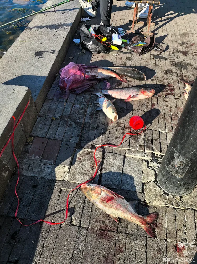 开云体育平台APP-关于钓鱼比赛惊现大鱼，选手收获颇丰！的信息